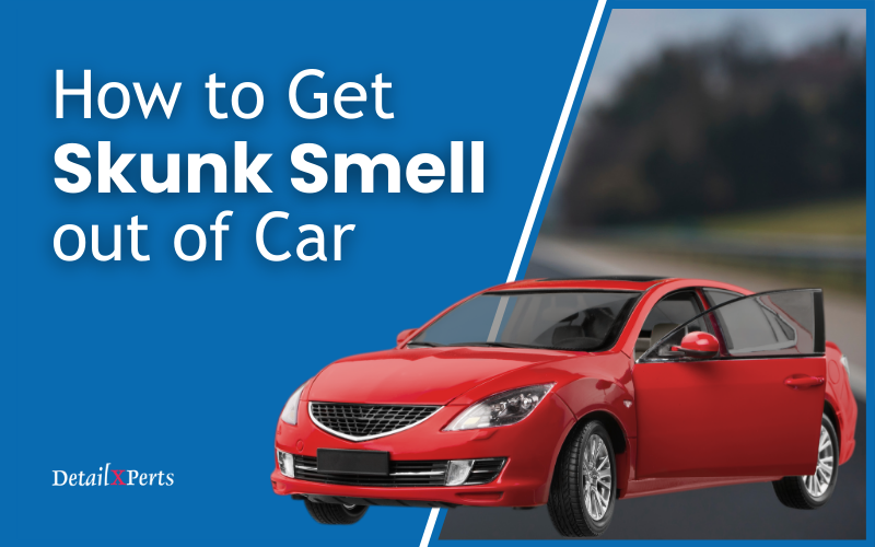 How to Get Skunk Smell out of Car